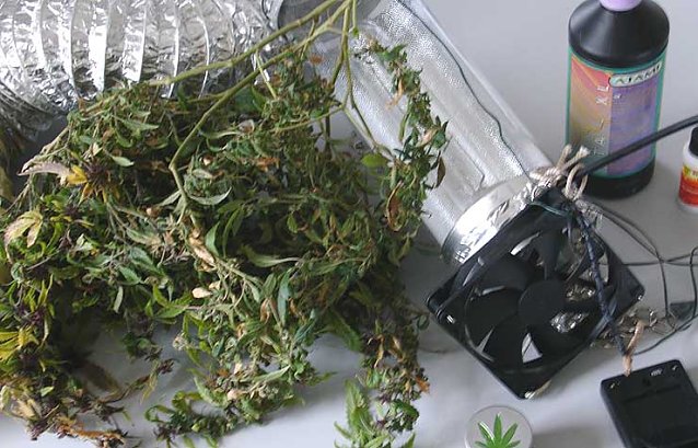 Bild: Angebaut: Marihuana-Pflanzen