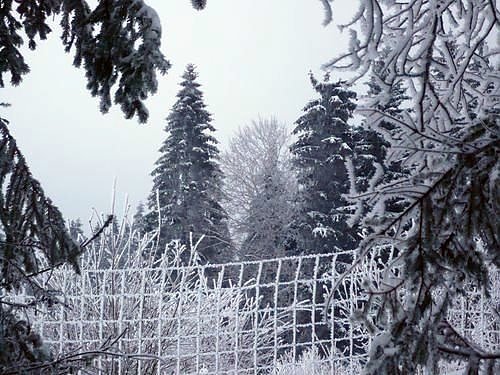 Bild: Winter im Harz