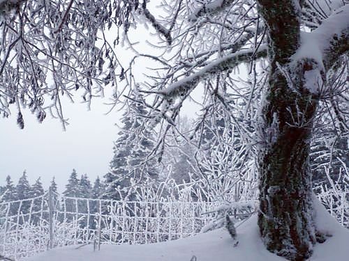 Bild: Winter im Harz
