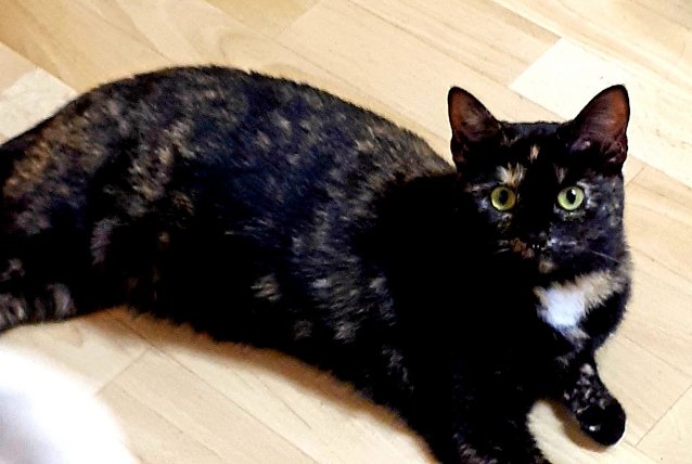 Bild: Kitty sucht ein neues zu Hause
