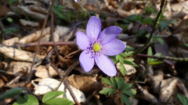 Bild: Leberbl&uuml;mchen