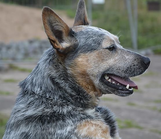 Bild: Tier der Woche: Shadow