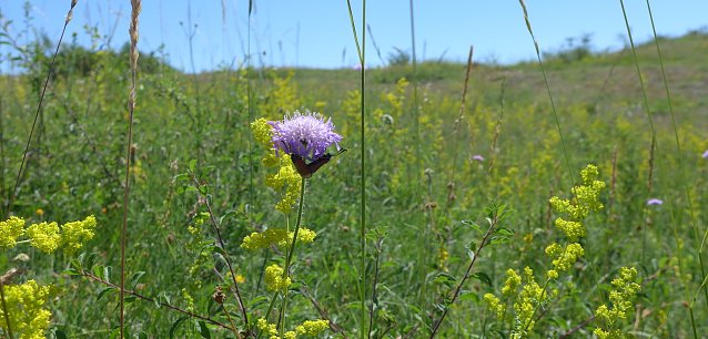 Bild: Zygaena an Knautia