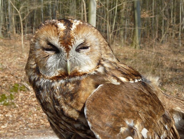 Bild: Waldkauz-Weibchen