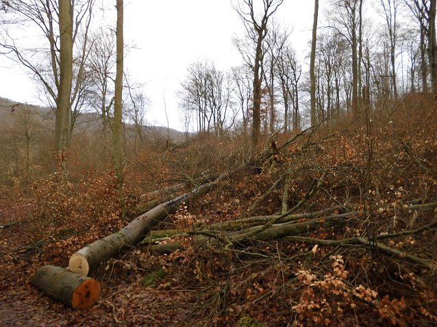 Bild: Was ist los im Wald?