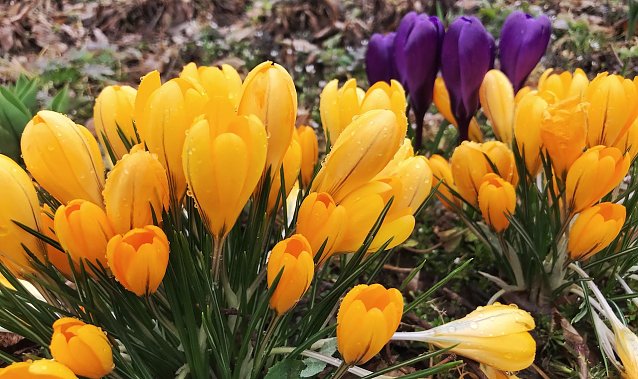 Bild: Fr&uuml;hbl&uuml;her