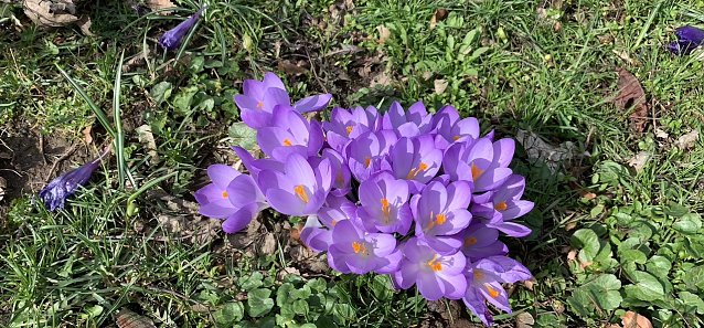 Bild: krokus