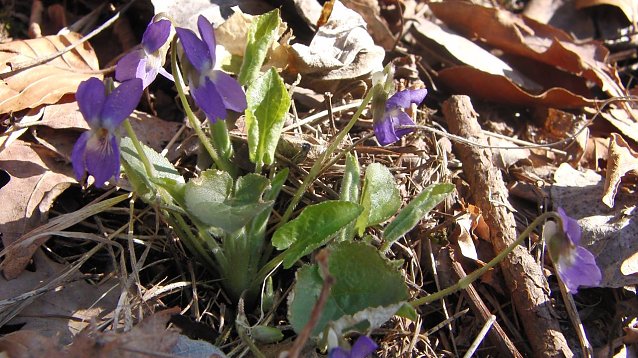 Bild: Das H&uuml;gel-Veilchen in einem Naturschutzgebiet des Landkreises Nordhausen. Gut erkennbar sind der wei&szlig;liche Sporn und die tief eingeschnittenen Bl&auml;tter, -beides Merkmale der seltenen und stark gef&auml;hrdeten Art.