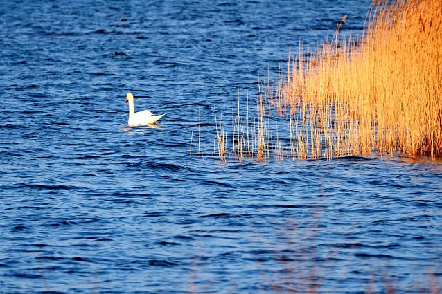 Bild: Der Stausee Kelbra ist wieder voll