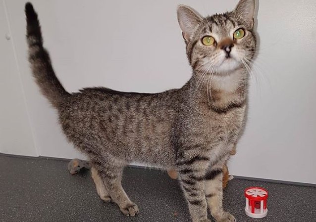 Bild: Katze Ayla
