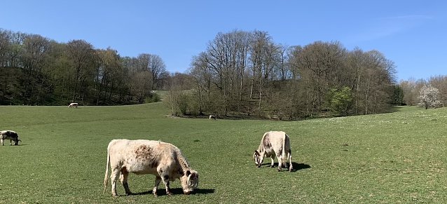 Bild: wetter