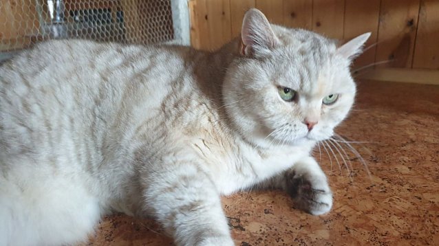 Bild: Maja, die Diva