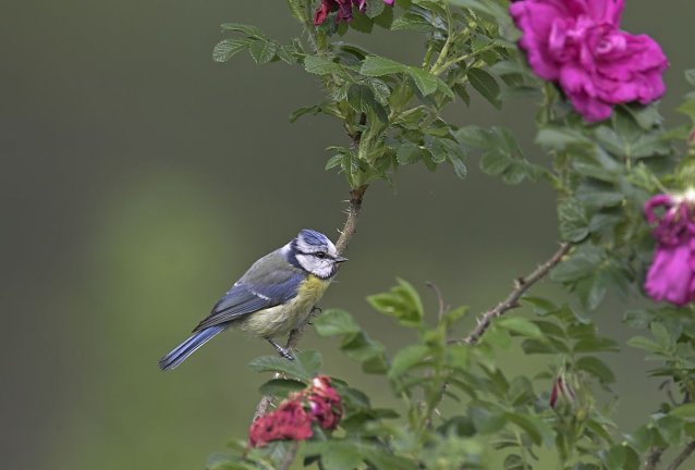 Bild: Blaumeise