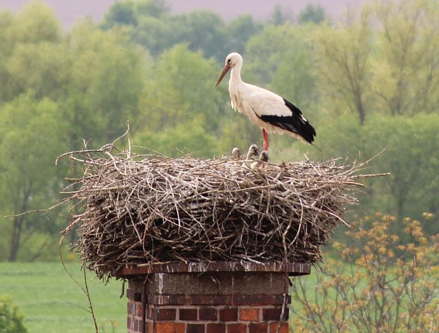 Bild: Nachwuchs in Windehausen
