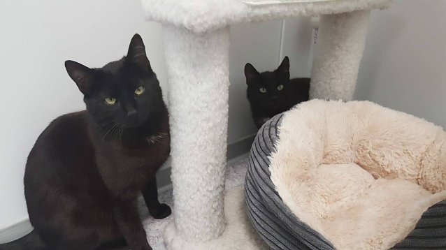 Bild: Tiere der Woche Natti und Neo