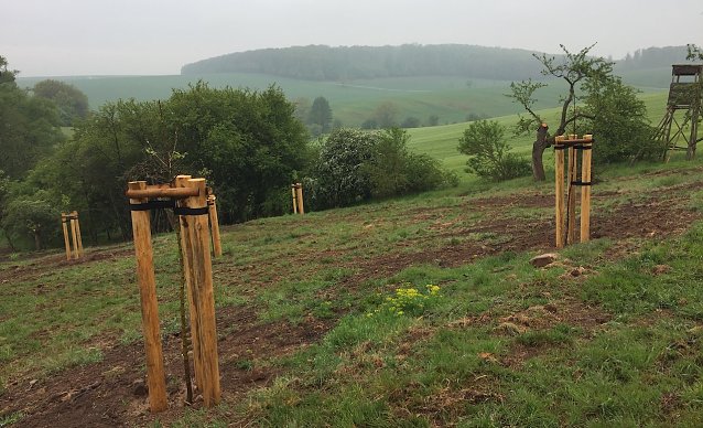 Bild: Landschaftspflege in der Region