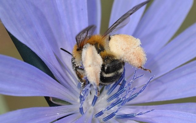 Bild: Braunb&uuml;rstige Hosenbiene an einer Bl&uuml;te 
