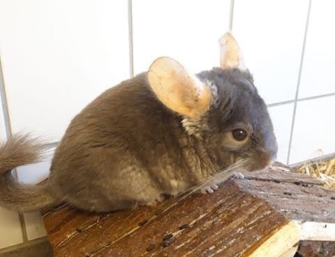 Bild: Chinchilla