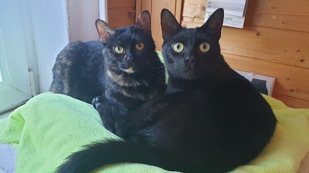 Bild: Mia und Monty suchen eine neues Zuhause