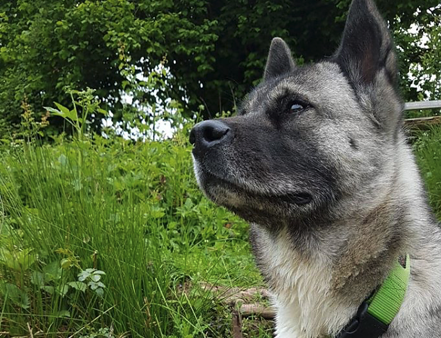 Bild: Tier der Woche: Kira