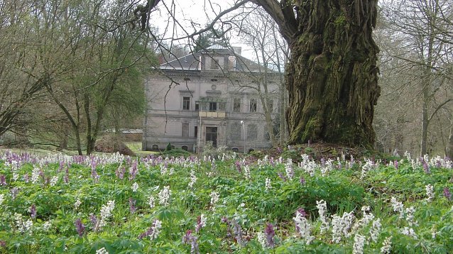 Bild: Der Villenpark Hohenrode ist ein dendrologischer und landschaftsarchitektonischer Schatz vor allem aus den H&auml;nden von Heinrich Siesmayer. Die zentralen Wiesen erfreuen im Fr&uuml;hjahr mit ihrem dichten Bl&uuml;tenteppich aus Hohlem Lerchensporn (Corydalis cava) und Sibirischem Blaustern (Scilla siberica) zahlreiche Parkbesucher (Aufnahme vom 05.04.2011)