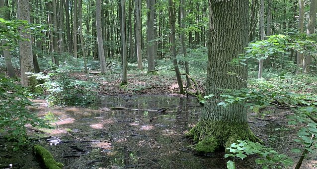 Bild: Nationalpark Hainich
