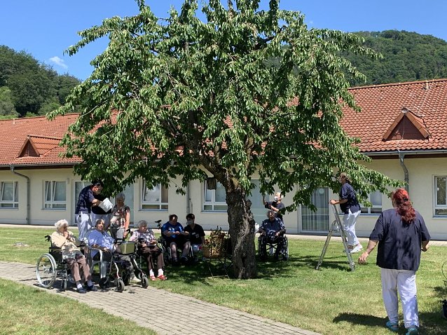 Bild: Ein Sommertag unter dem Kirschbaum
