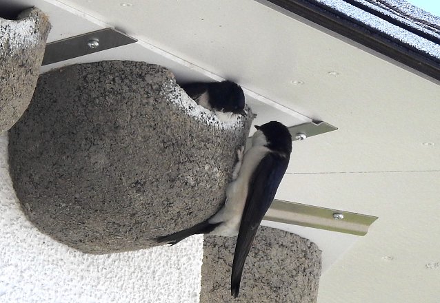 Bild: Mehlschwalben am Niedersachwerfer Herkulesmarkt