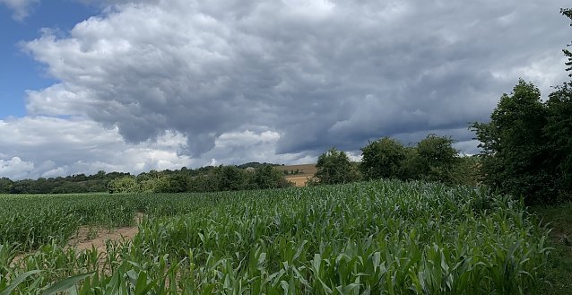 Bild: Maisfeld bei Nordhausen 