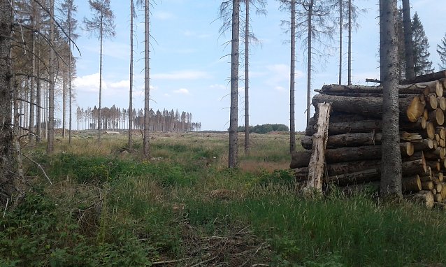 Bild: Sterbener, toter oder bereits entfernter Wald fast so weit das Auge reicht: zwischen K&ouml;nigsh&uuml;tte und  Trautenstein.
