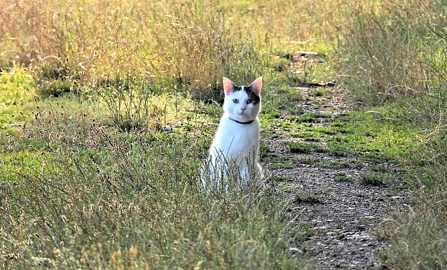Bild: Katze im hohen Gras