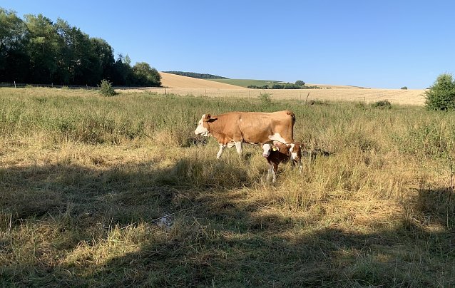 Bild: Weide bei Nordhausen-Salza