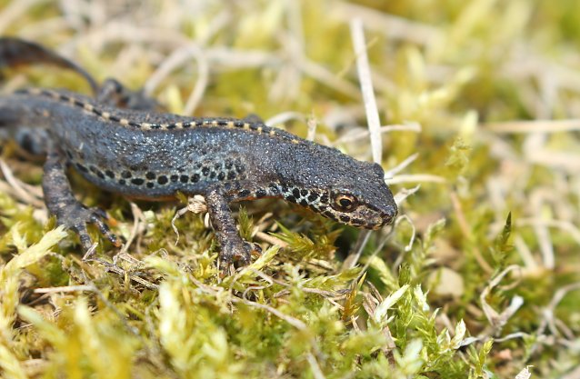 Bild: Bergmolch-M&auml;nnchen