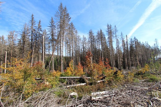 Bild: Junger Wald erobert an der Brockenstra&szlig;e den Waldrand nach Verkehrssicherung neu