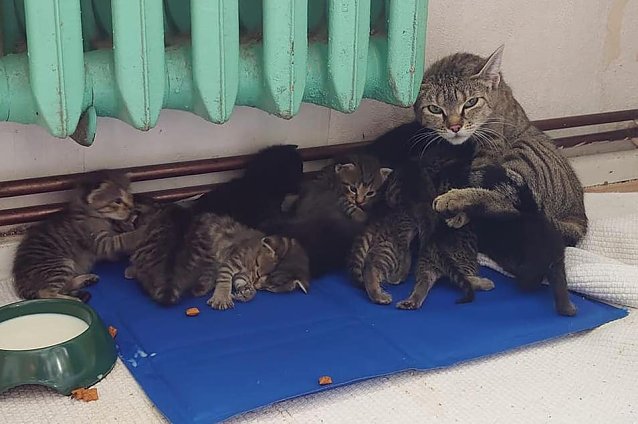 Bild: Katzenfutter mit ihren Jungen