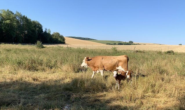 Bild: Wiese bei Nordhausen/Salza
