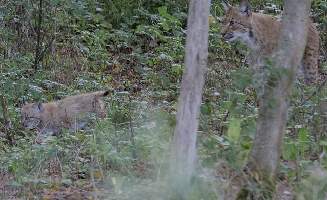 Bild: Familie Luchs