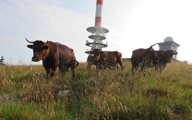 Bild: Rotvieh am Brocken