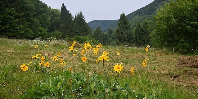 Bild: Sommerwiese