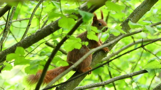 Bild: Eichh&ouml;rnchen im Wald