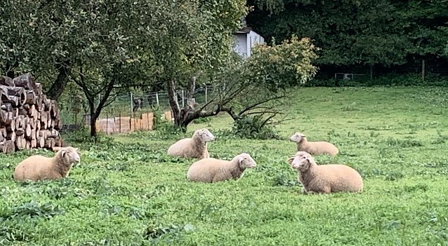 Bild: Wiese bei Auleben