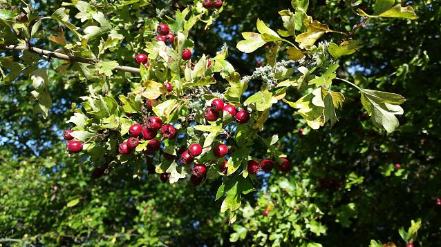 Bild: Besuch im Wald zum Sonntag