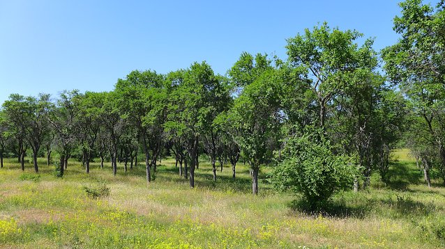 Bild: Streuobstwiese in Buchholz