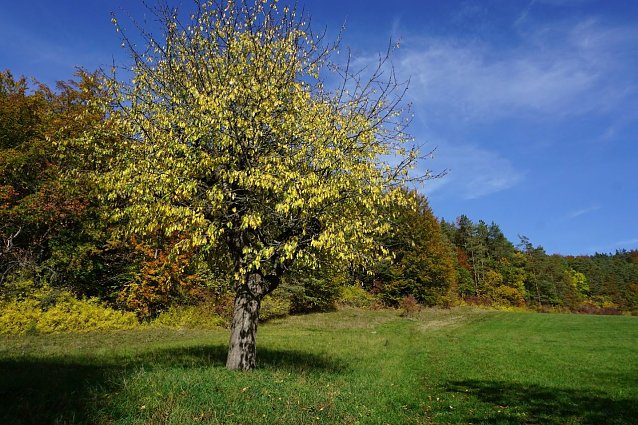Bild: erbessert Waldstabilit&auml;t und Waldbiodiversit&auml;t: Gestufter, unregelm&auml;&szlig;ig verlaufender Waldrand mit Baum-, Strauch- und Saumzone zum Offenland