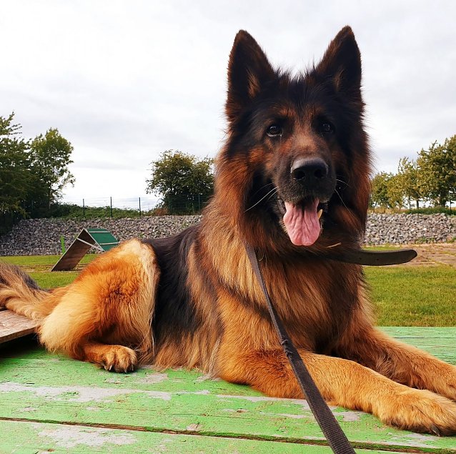 Bild: Tier der Woche: Nala
