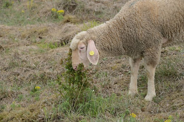 Bild: Der Landschaftspflegeverband sucht tierische Landschaftspfleger