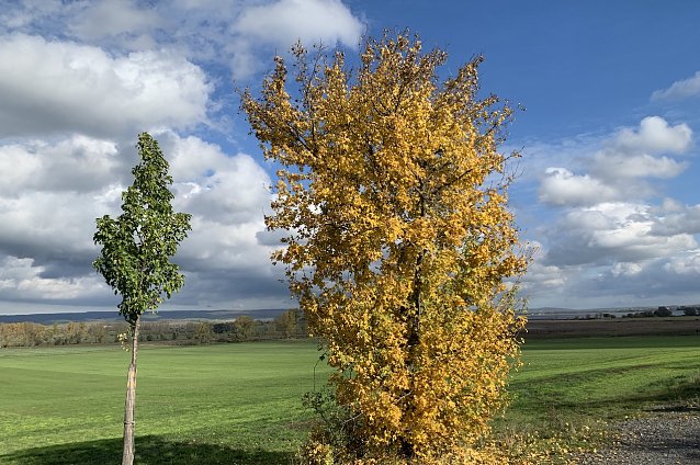 Bild: Herbststimmung bei Auleben