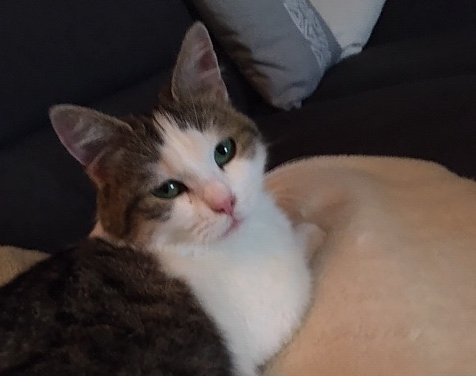Bild: Gefundene Katze