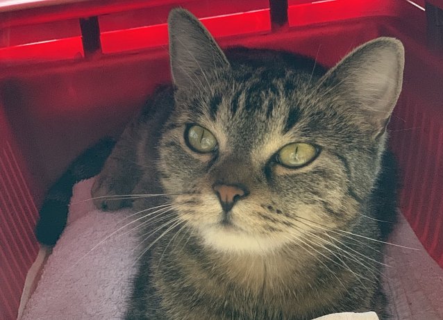 Bild: Die vermisste Katze Nelly