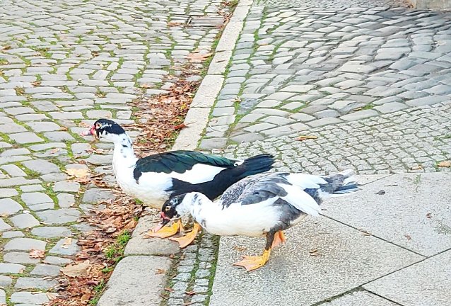 Bild: Zwei G&auml;nse beim Alstadtbummel